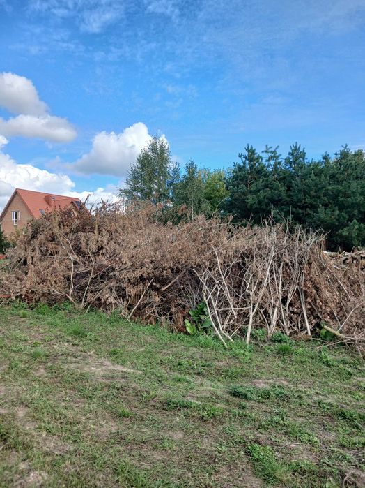Oddam galezie pod rębak.