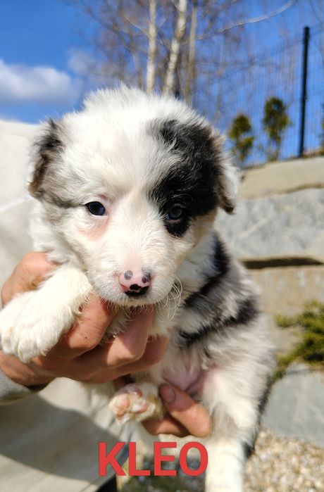 Szczenięta Border collie