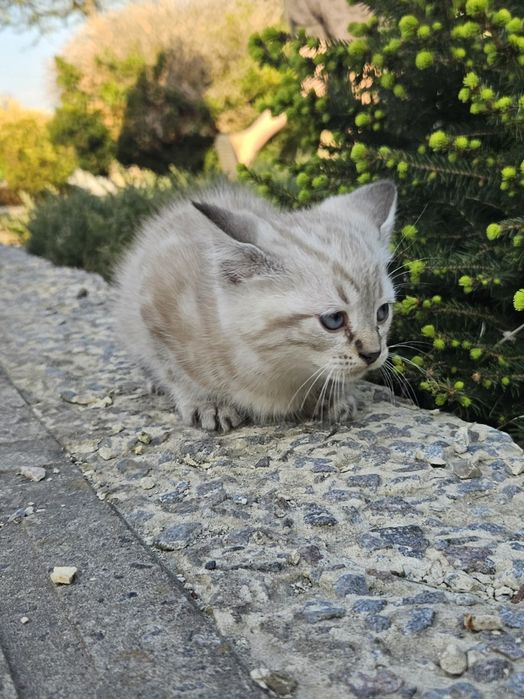 Кошеня шотландське мраморне