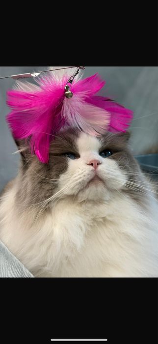 ragdoll blue bicolor  seal mitted lynx CHAMPION reproduktor krycie