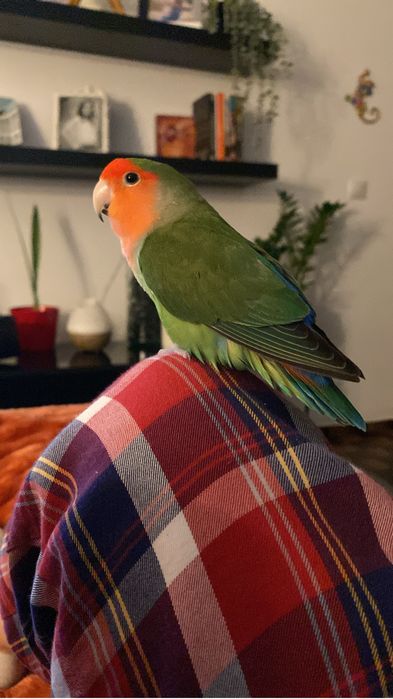 Pet sitting e Dog walking - Oeiras, Amadora e Cascais