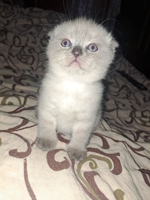 Продам шотландських кошенят