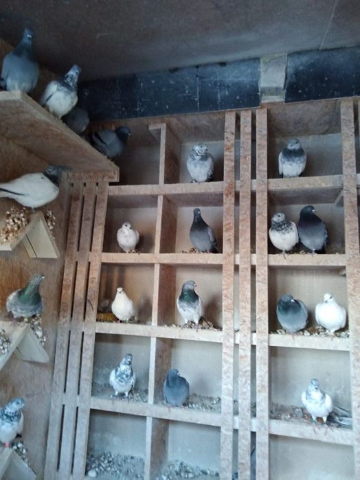 Sprzedam gołębie budapeszty