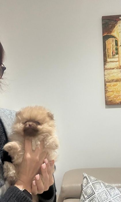 Szpic Miniaturowy Rudy Szczeniak