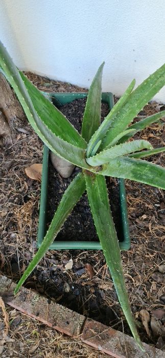 Uma planta Aloe Vera grande altura 65 cms