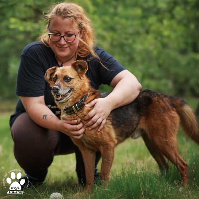 Archie - spokojny pies do adopcji!