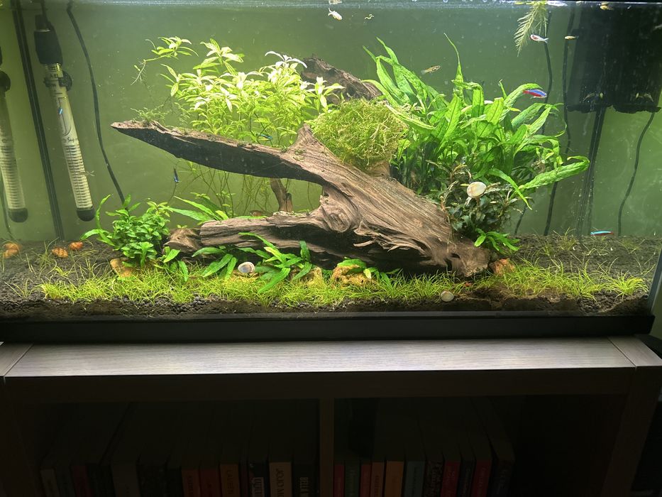 “Relva” para Aquário (Eleocharis)