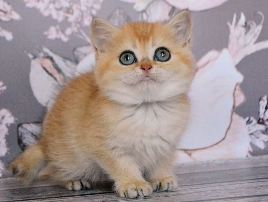 BRI золотые  шиншилловые котята