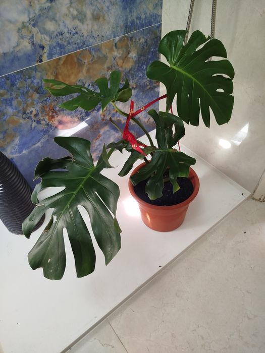 Planta natural Monstera deliciosa Costela -de -Adão