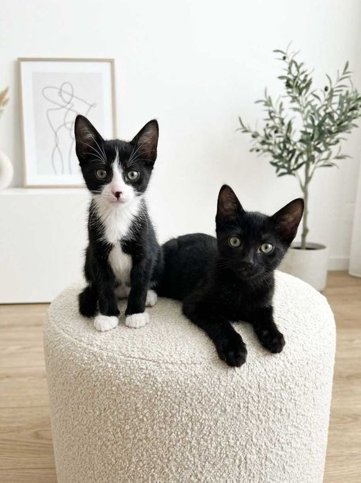 Setúbal / Margem Sul / Lisboa — HAPPY + DOPEY, gatinhos para adoção conjunta