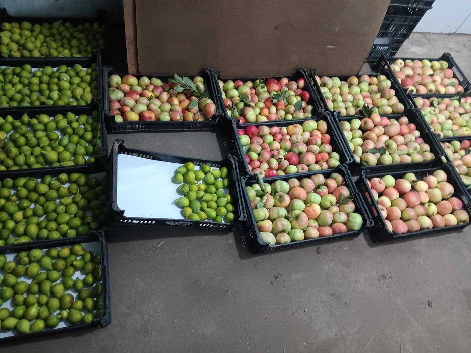 Frutas do Poceirão (faço entregas também)