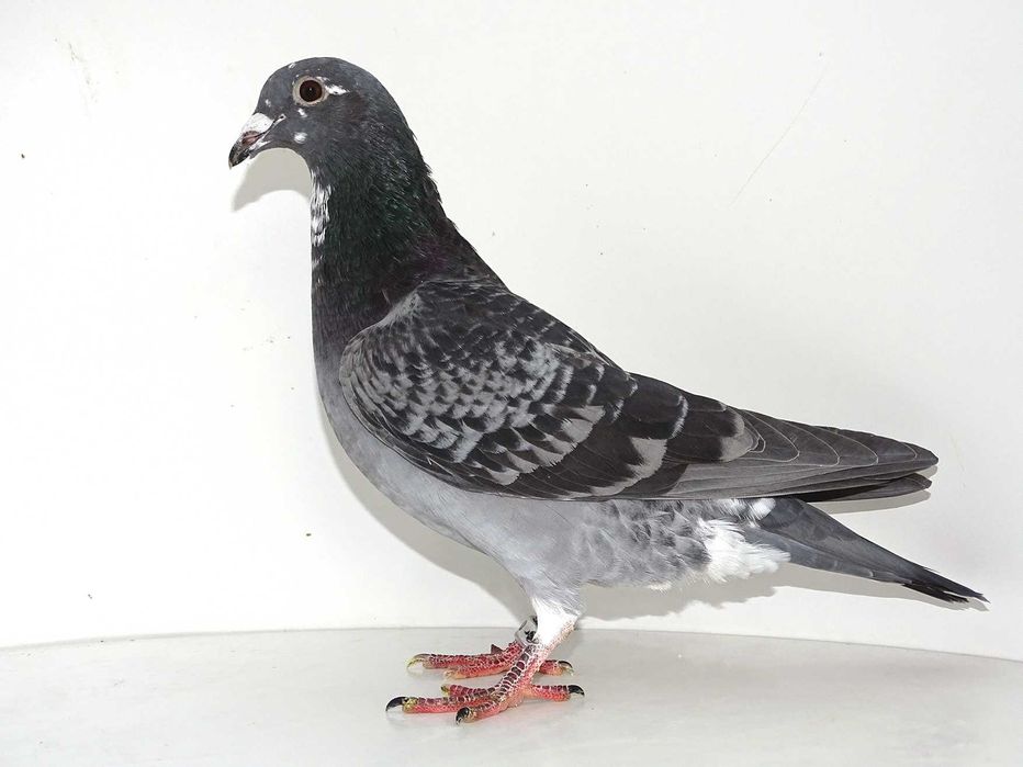 Gołębie Pocztowe - Hodowla Jakubowski