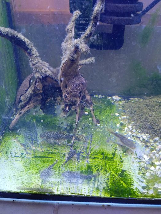 Glonojady Świlcza 3 zł