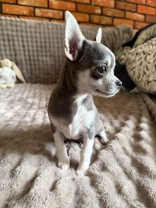 Chihuahua * TEOŚ * malutki niebieski chłopczyk