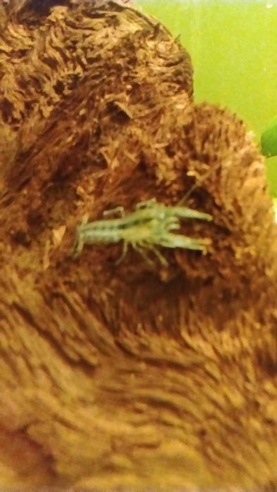 Texanus RACZKI /krewetki