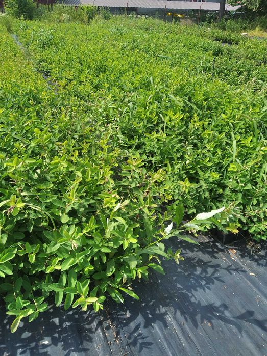 Sadzonki Jagody Kamczackiej