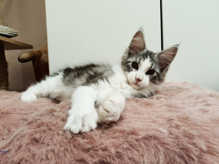 Piękny i kochany kocurek maine coon