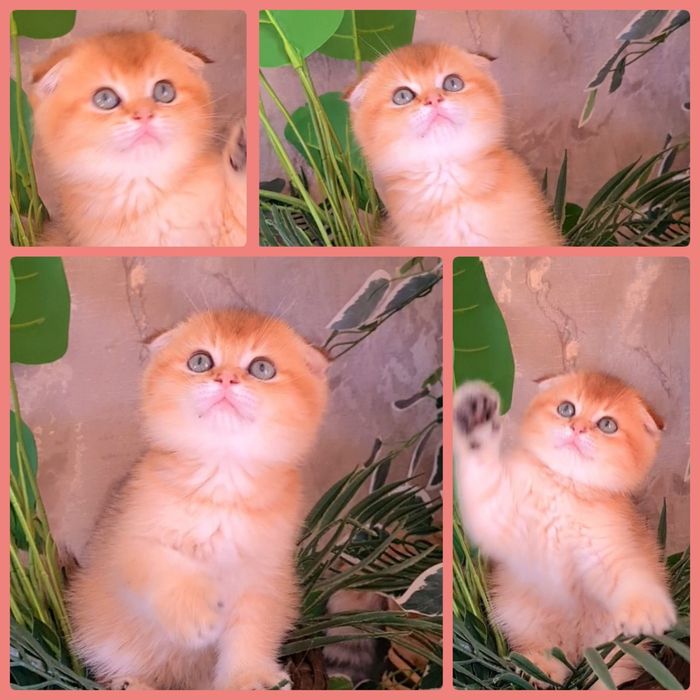 Идеальный мальчик Золотая шиншилла