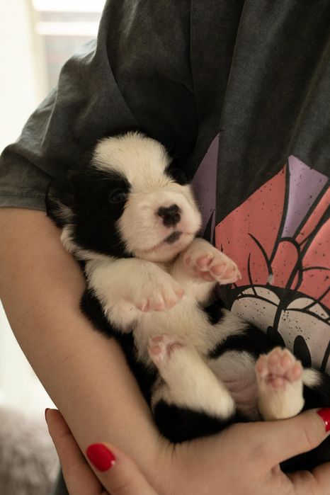 Коргі кардиган