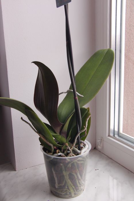 Орхідея фаленопсис