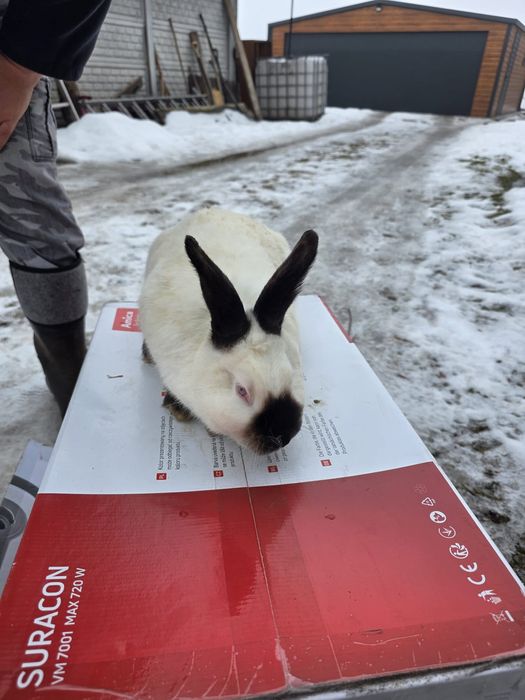 Króliki kalifornijskie