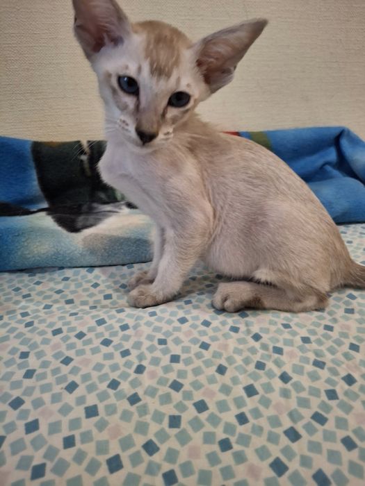 Орієнтальний   котик  сил табби поинт