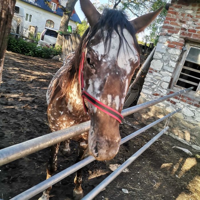 Sprzedam taranta ogier 2,5r  145cm