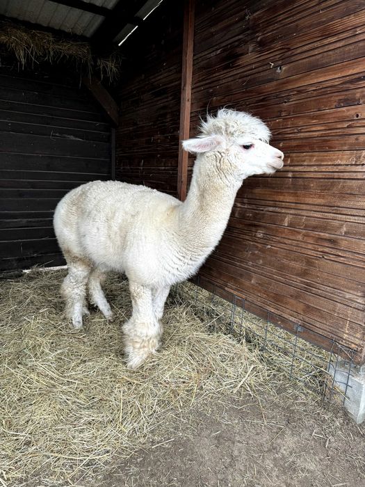 Alpaka samczyk 3 letni