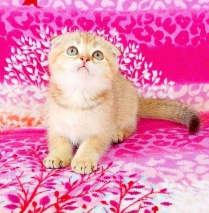 Золота шиншила Чудо хлопчик фолдик