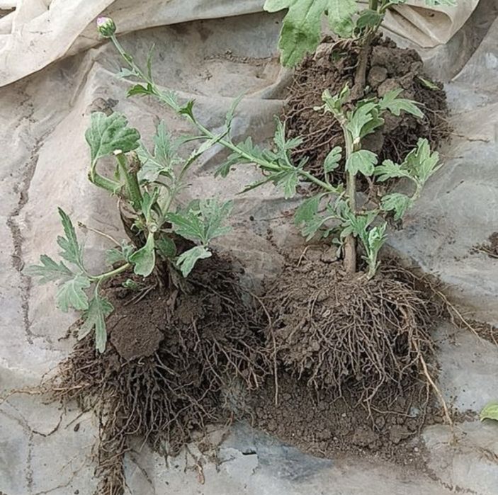 Хризантеми мультифлори та корейки