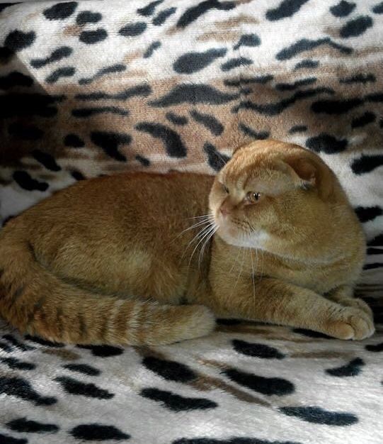 Вислоухий кот ждет невест