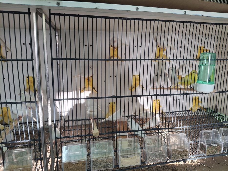 Canarios branco recessivo