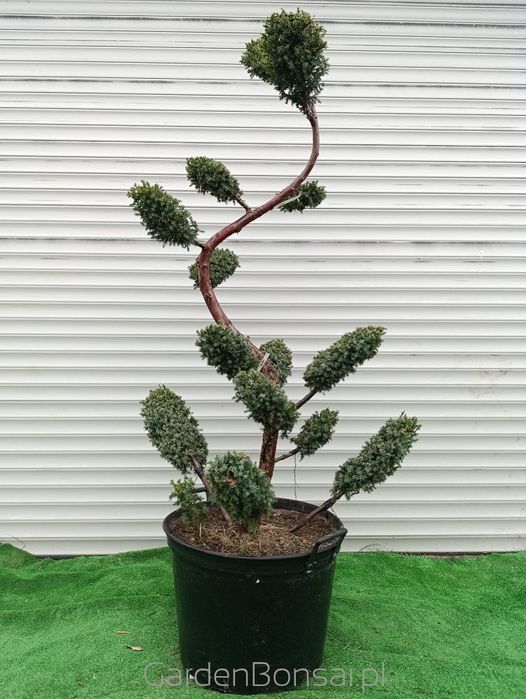 Donica z Bonsai z jałowca chińskiego 'BLUE ALPS' - 170 cm