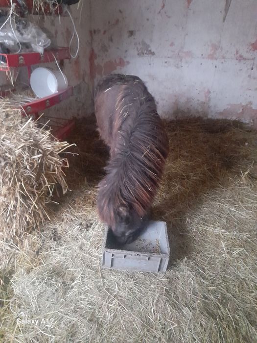 Kucyk klacz  szetland