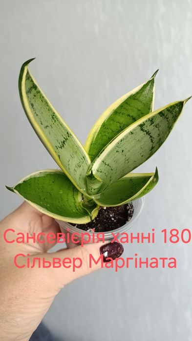 Продам комнатные цветы