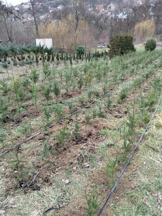 Дерево Ялиця Дугласа (Псевдотсуга), Pseudotsuga menziesii