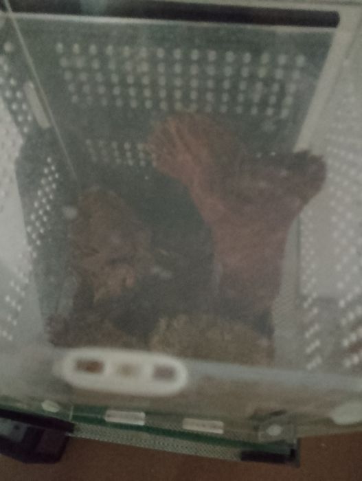 Terrarium Ptasznik wenezuelski Irminia