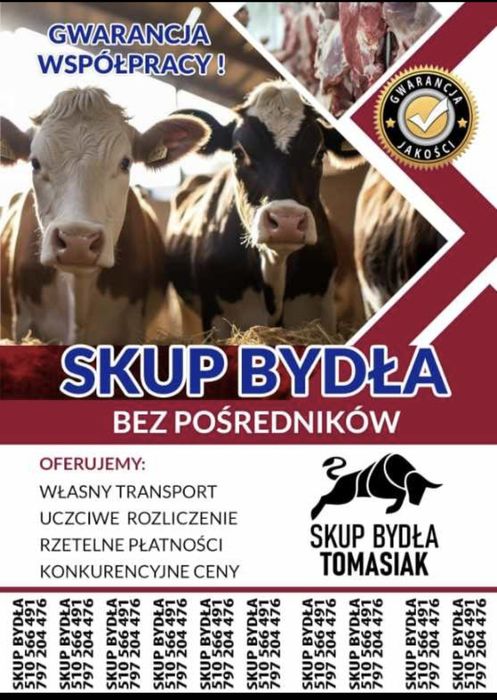 Skup Bydła Rzeźnego Oraz Ubój