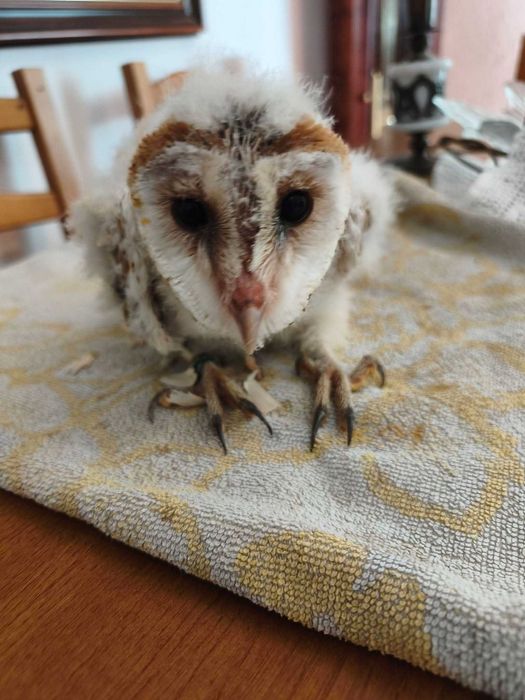 Tyto Alba legalizadas