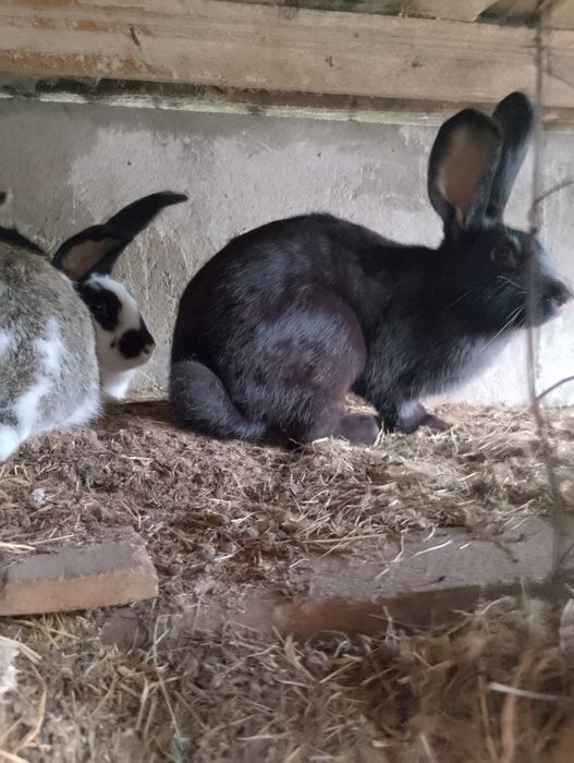Sprzedam króliki