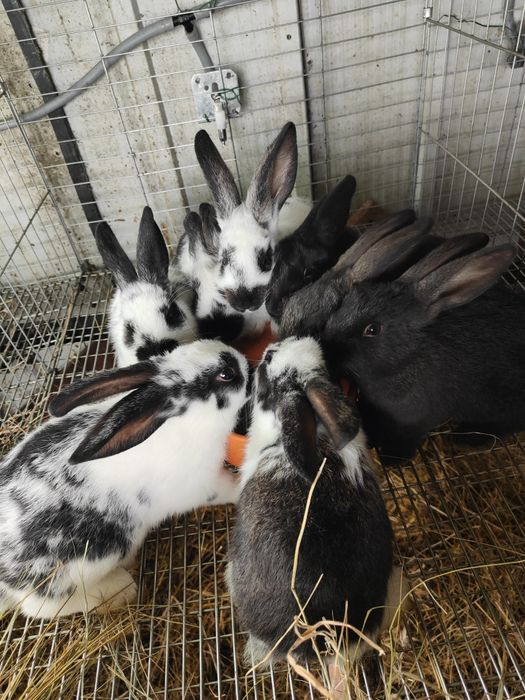 Coelhos caseiros com 1 mês e meio