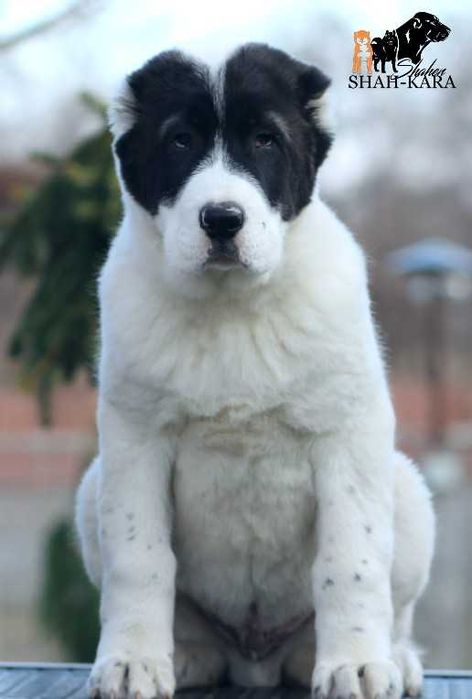 Шикарный кобель Среднеазиатской овчарки