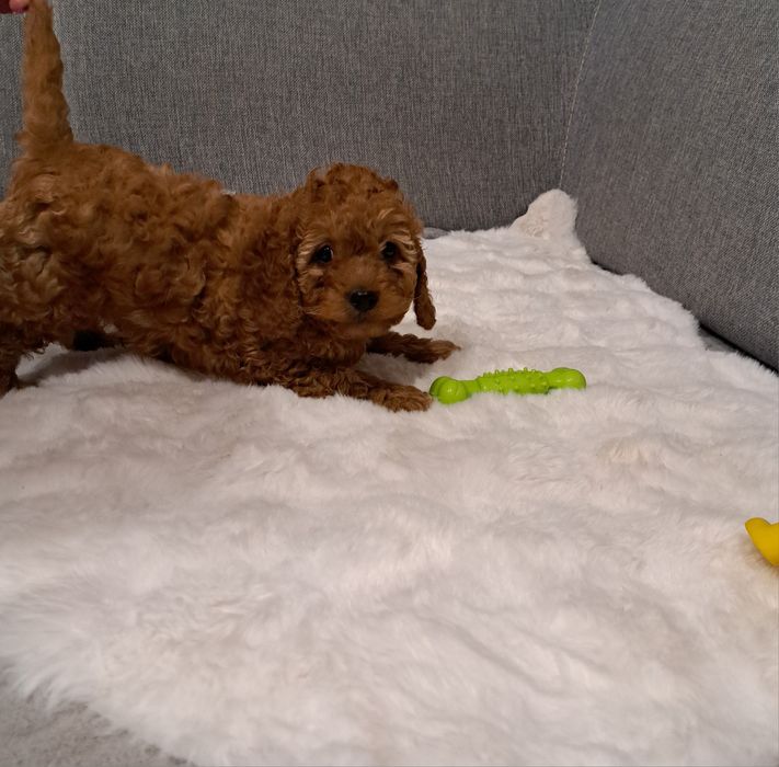 Cavapoo samiec f1b