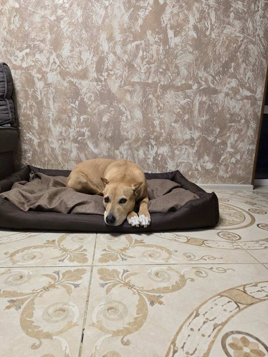 Лежак для собак лежанка для любых пород съемный чехол оксфорд