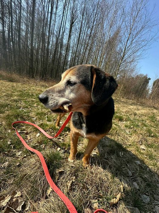 Ludwik psiak do adopcji 9l. 16kg