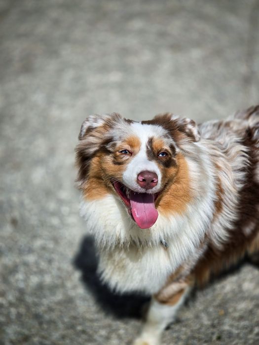 Cão para acasalar64739243249154121