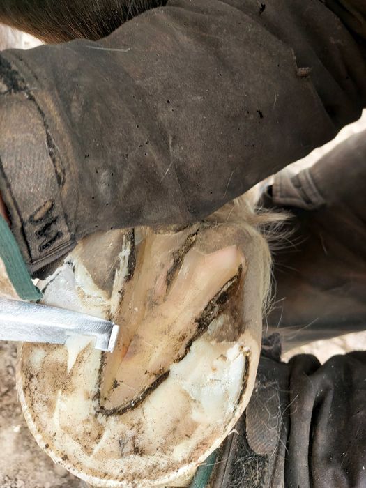 Werkowanie, kucie koni klacz ogier źrebak