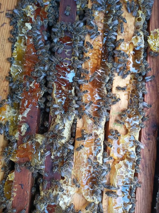 Бджолопакети, бджолосім'ї