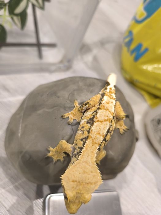 Gekon orzęsiony samiec