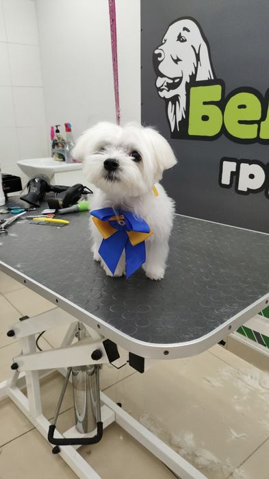 Собака для в'язки